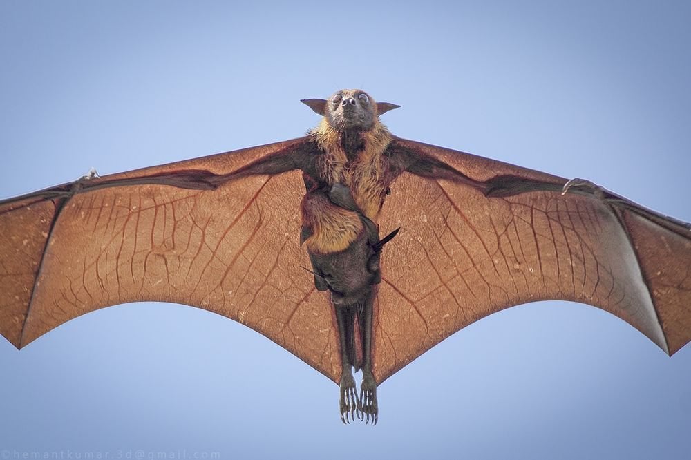 A bat photographed from below in flight, wings fully spread, her young clinging to her body